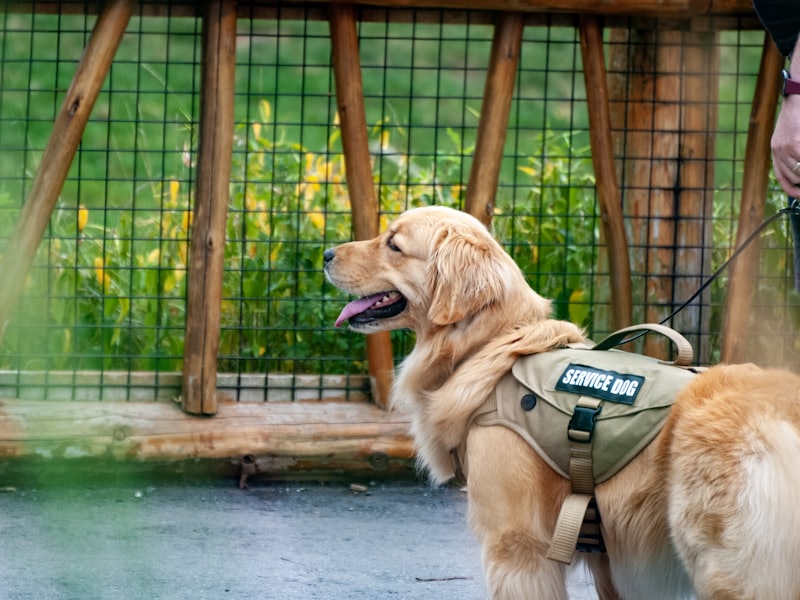 An assistance dog wearing its working vest.